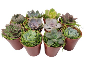 1.75" Round Succulent Wedding & Party Favors - Pre-Made Arrangements