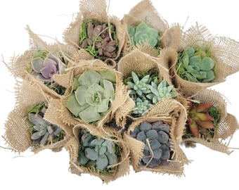 2" Succulent Wedding & Party Favors - Rustic Burlap, Pre-Made Arrangements