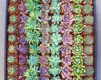 May include: A tray filled with a variety of small succulent plants in individual square pots. The succulents display a range of colors, including green, purple, and pink. The arrangement is neatly organized, showcasing the diverse textures and shapes of the plants.