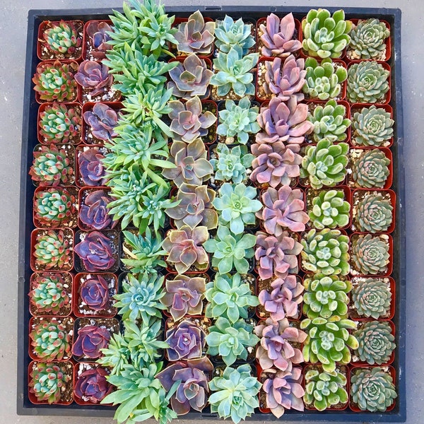 2" - 45 Pack - Assorted Succulent Favors Collection - Wedding, Party Favors, Bridal Shower, Baby Shower, Arrangements