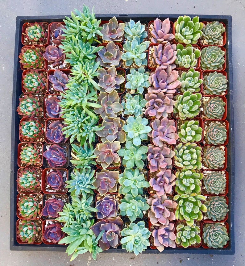 2 45 Pack Assorted Succulent Favors Collection Etsy