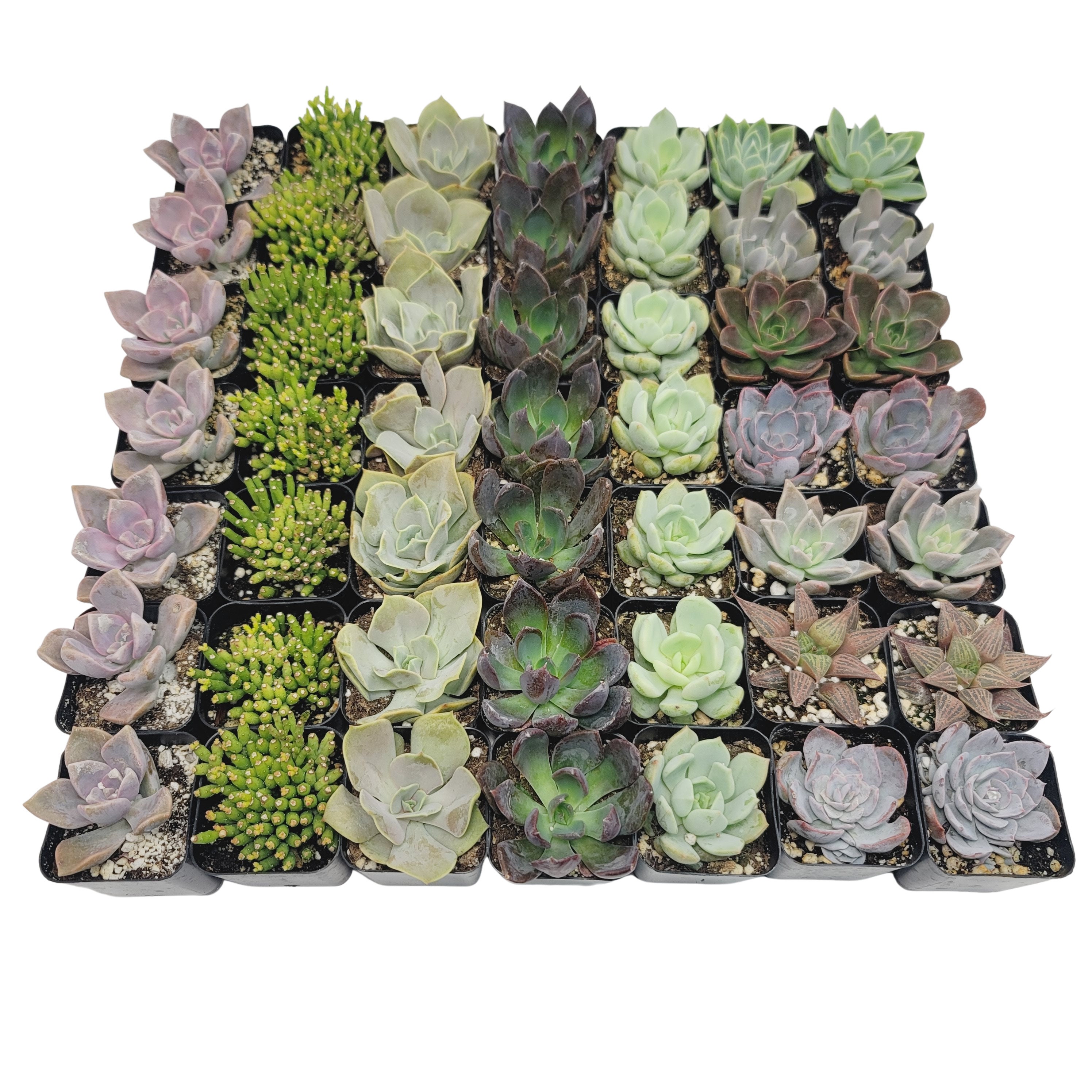 Assorted Mini Square Succulents