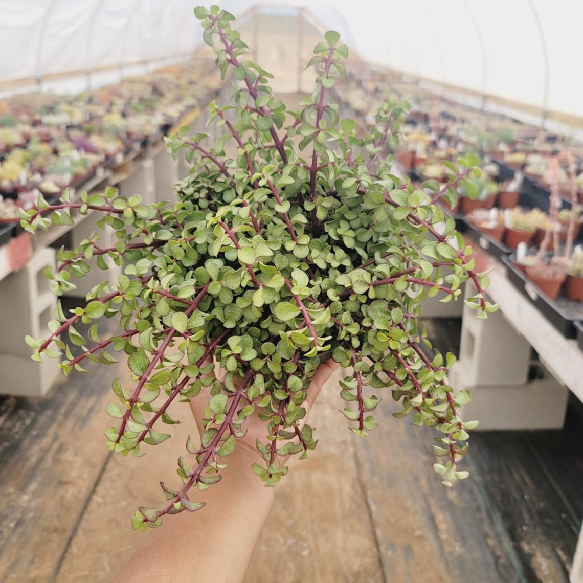 6 Trailing Elephant Bush - Etsy