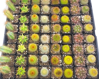 2" Cactus -Assorted Varieties