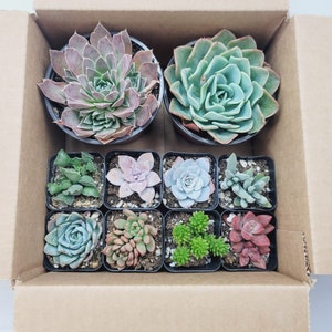 May include: Assortment of ten small succulent plants in terracotta pots. The succulents are arranged in two rows of five. The succulents are a variety of colors, including green, pink, and red.