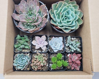 Mystery Box! Randomly Picked Unique Succulents; 4 - 10 Plants Per Box