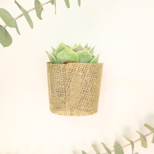 May include: A small green succulent plant in a brown burlap pot.