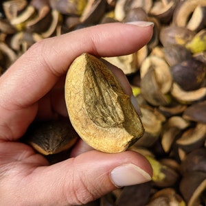 May include: A hand holding a section of a light brown nut, revealing the textured interior. The background is filled with similar nut shells, creating a natural, earthy composition. The nut's surface has a golden hue.