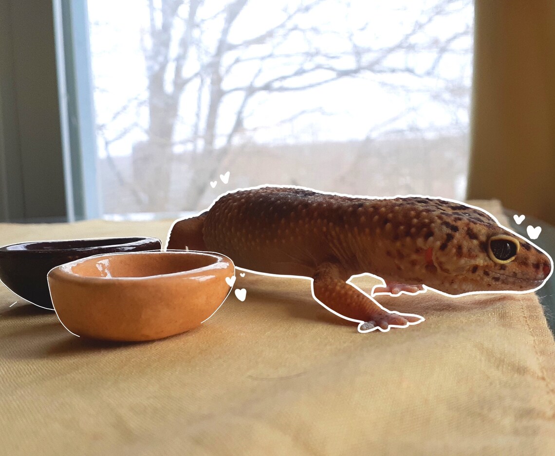 Ceramic Calcium Dishes for Leopard Gecko Etsy