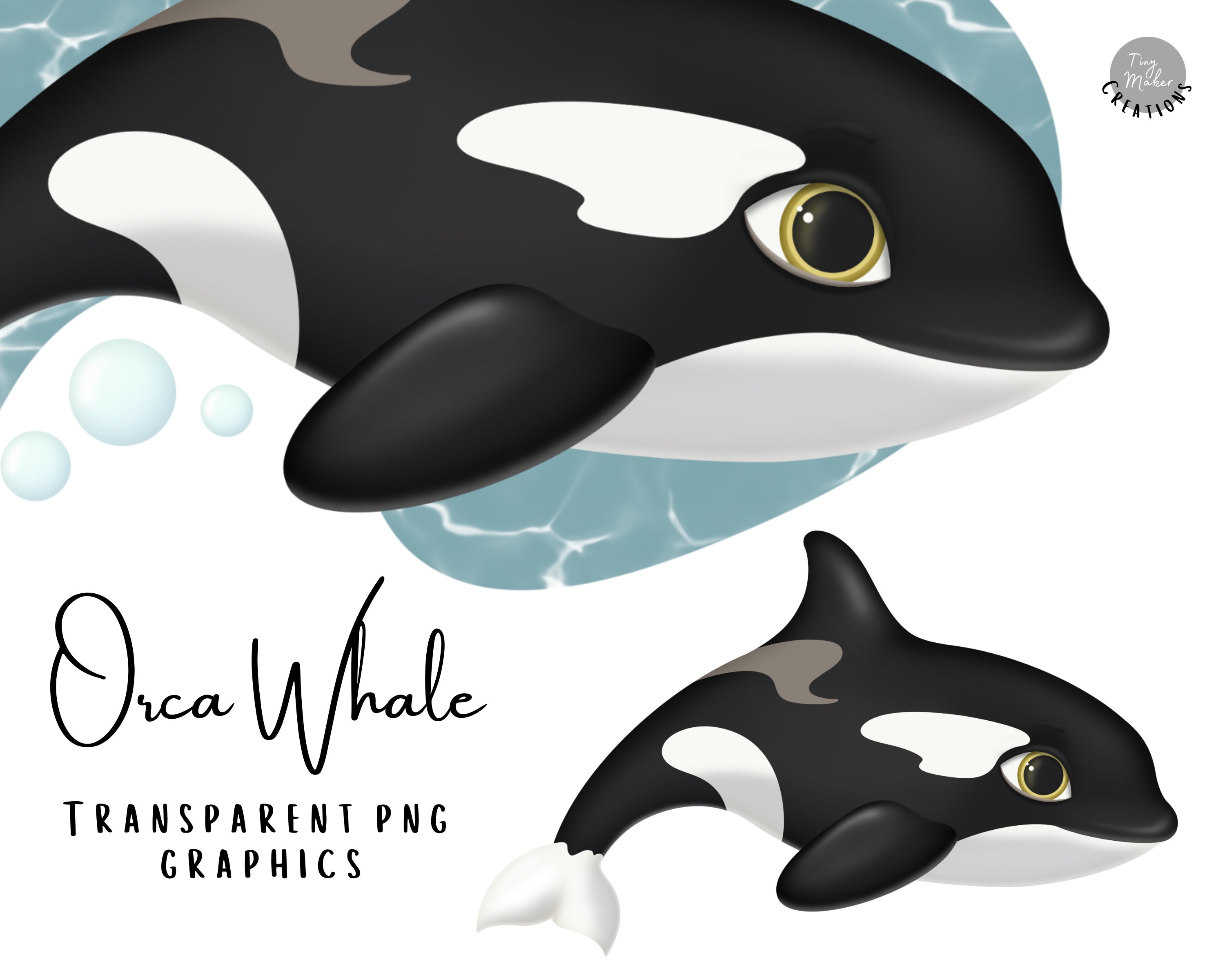 How To Draw A Baby Killer Whale