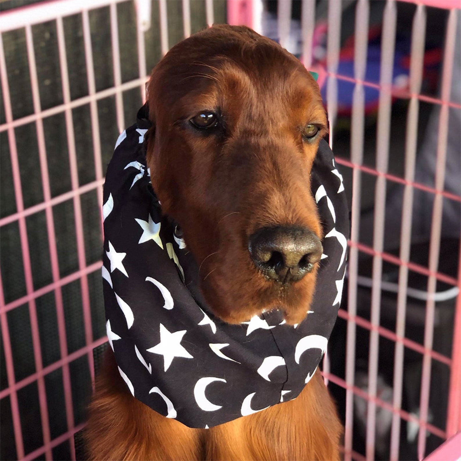 Dog Snoods A Must for Long Eared Dogs When Eating Etsy UK