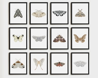 Moth Art Prints | Set of 12 Prints | Wall Art Prints | Insect Art | Butterfly Art | Butterfly Wall Art | Moth Wall Art | Nature Print