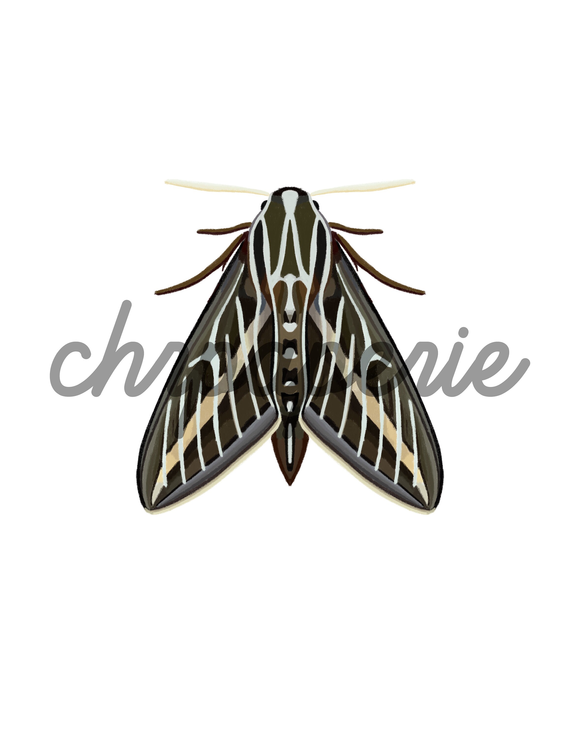 Moth Art Print Botanical Poster Boho Modern Neutral | Etsy
