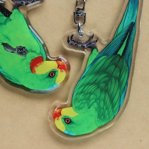 Superb Parrot Buddy Acrylic Charm