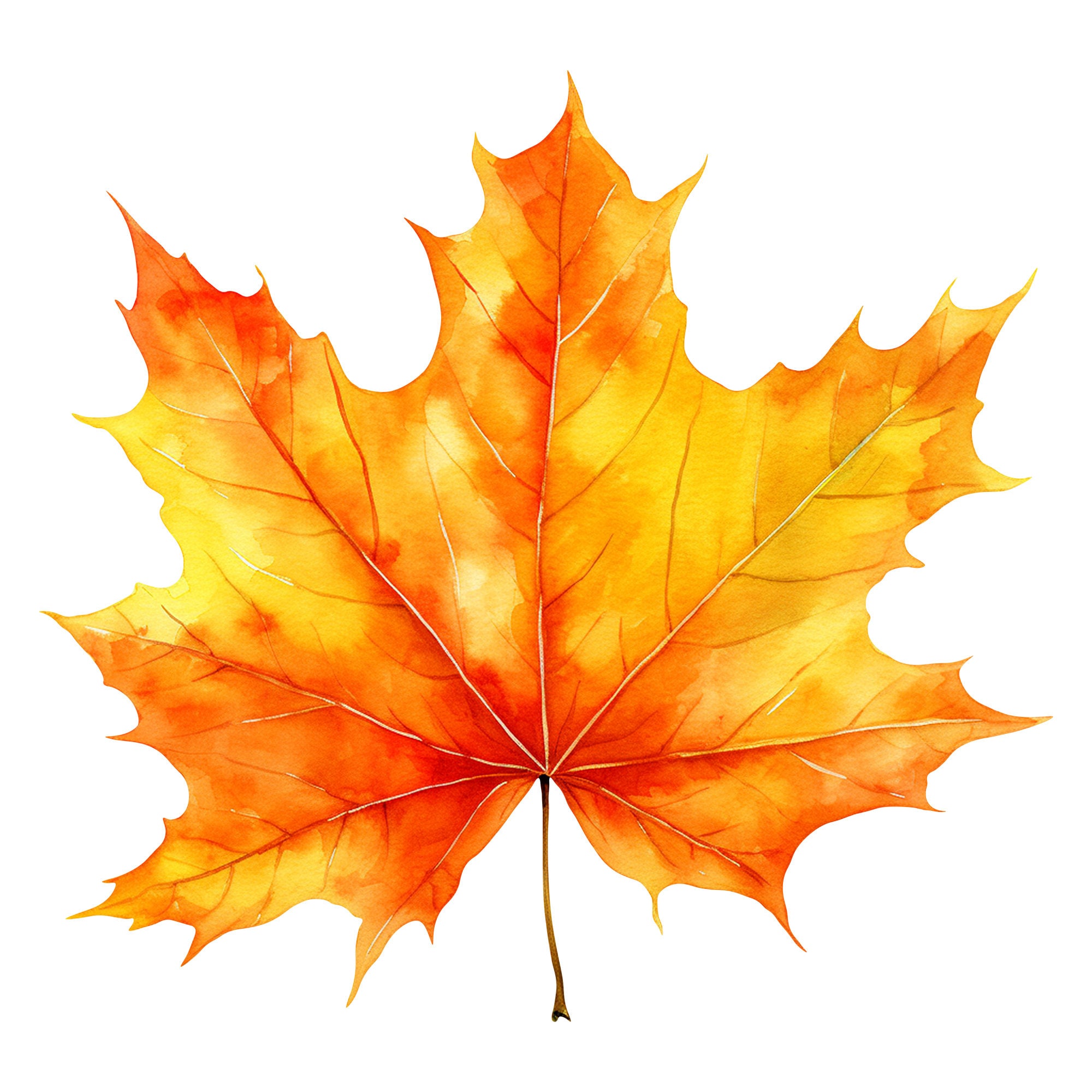 Autumn PNG Clipart Maple Leaf Set of 5 Images - Etsy UK