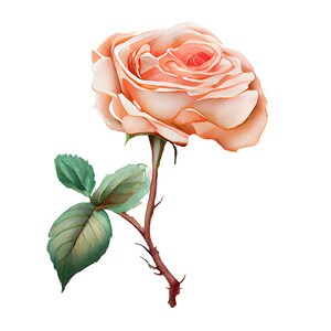 Png rose watercolor clipart digital file download