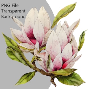 Magnolia digital art download. Magnolia clipart instant download. Magnolia print, Magnolia png, magnolia sublimation, magnolia  printable