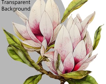 Magnolia digital art download. Magnolia clipart instant download. Magnolia print, Magnolia png, magnolia sublimation, magnolia  printable