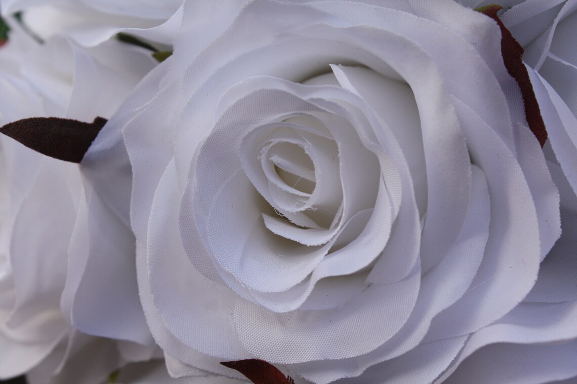 7 X Pure White Silk Roses 7cm on Individual Wired Stems Tied Etsy