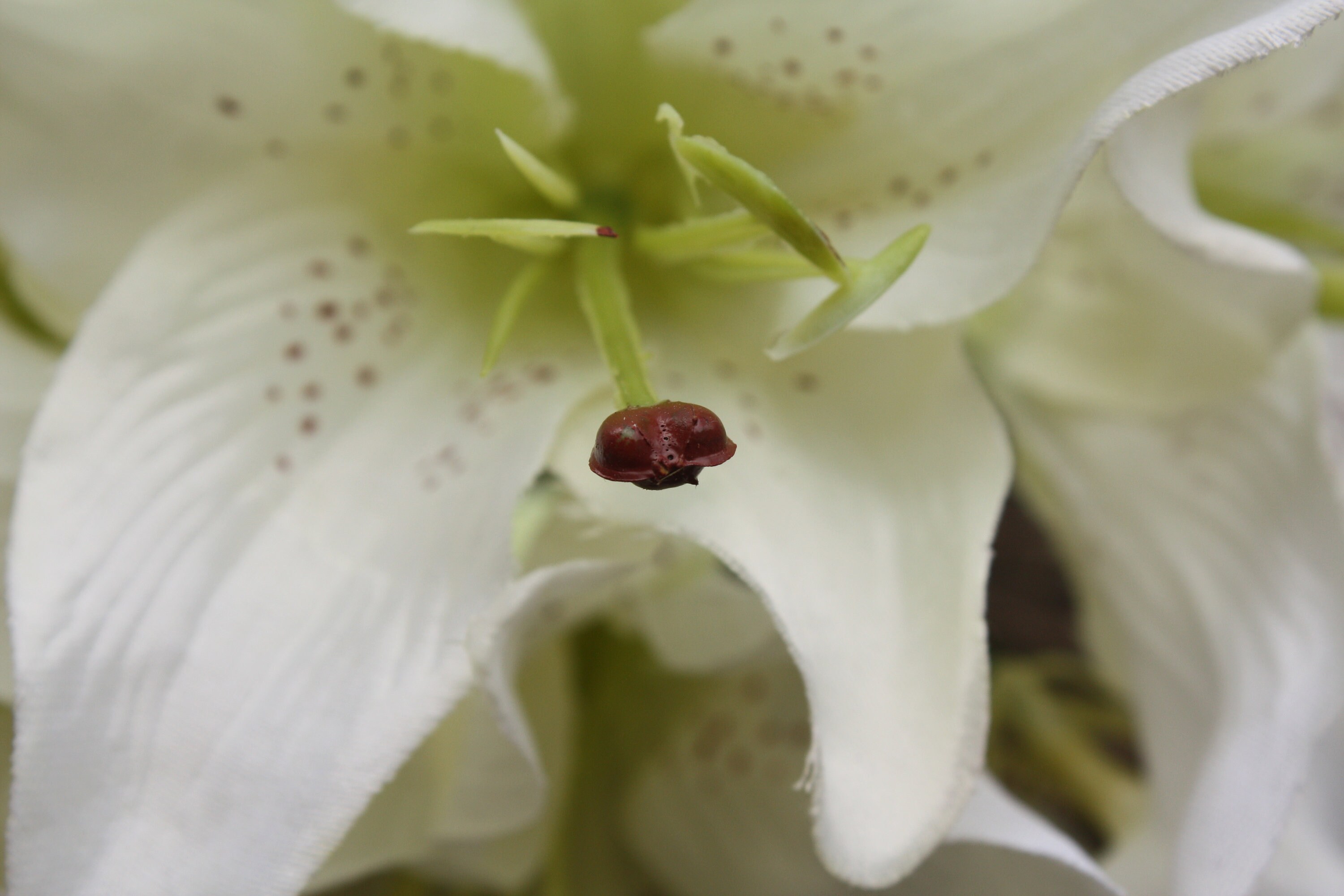11 stem bunch of Ivory Silk Artificial Tiger Lily Flowers & Etsy