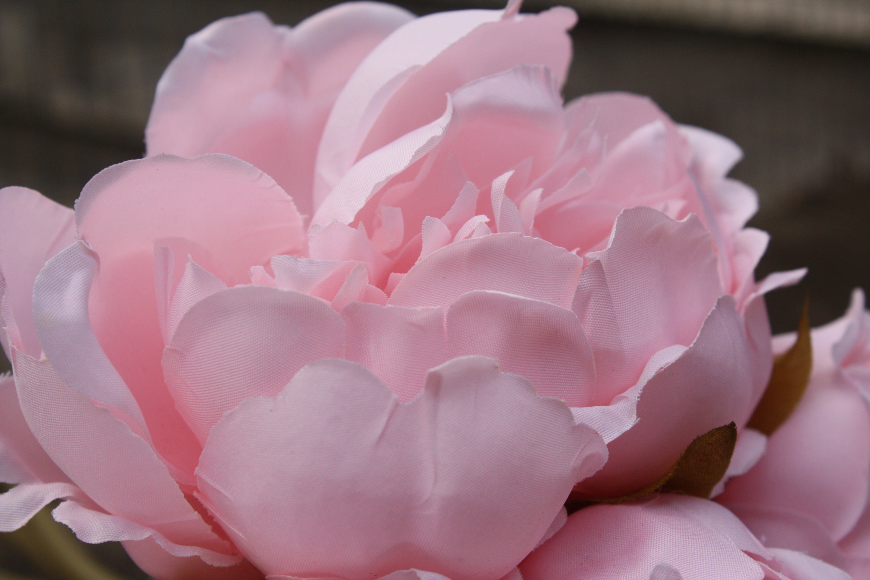 5 X Pale Pink Silk Peony Flowers & Bud Tied Bunch Small Etsy UK