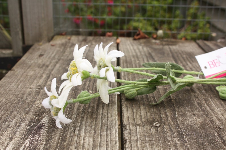 3 X White Silk Flowering Edelweiss Sprays 34cm on Wired Stems Etsy