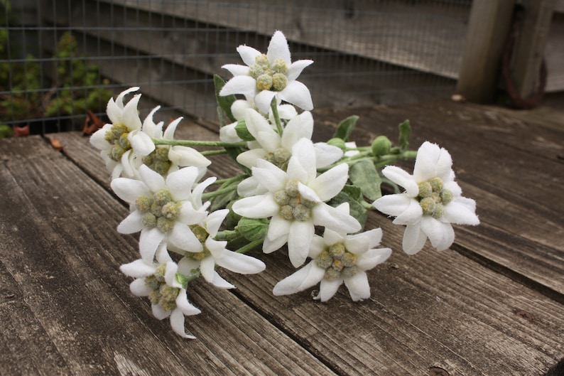3 X White Silk Flowering Edelweiss Sprays 34cm on Wired Stems Etsy