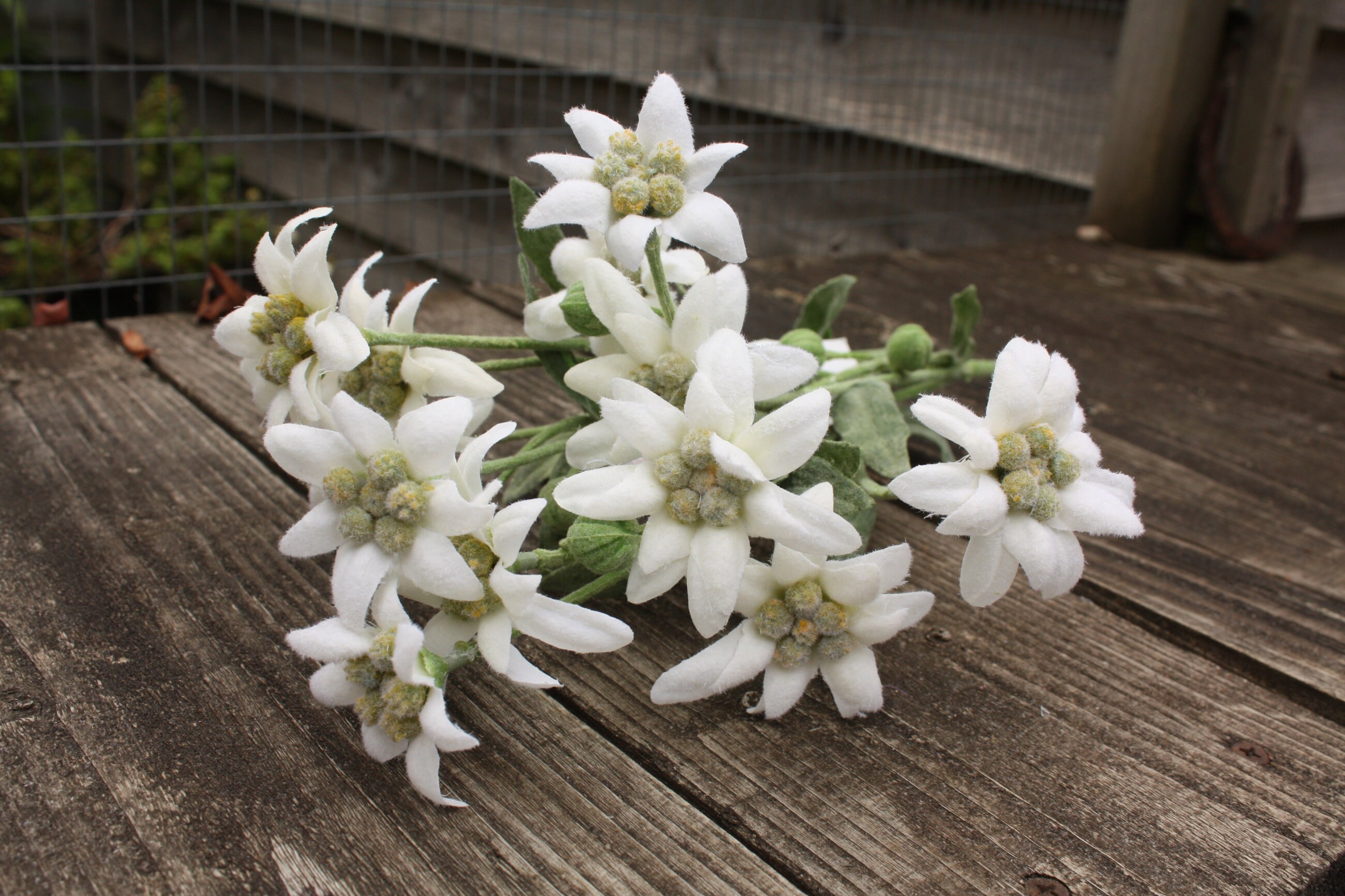 3 X White Silk Flowering Edelweiss Sprays 34cm on Wired Stems Etsy UK