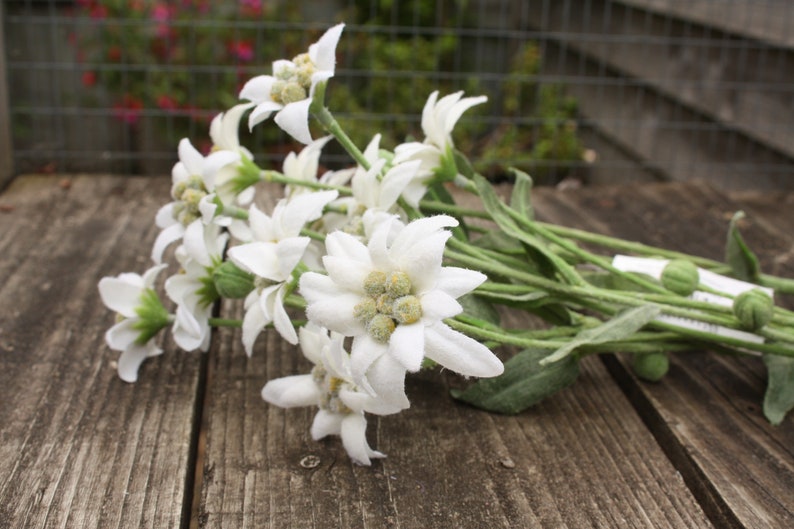 3 X White Silk Flowering Edelweiss Sprays 34cm on Wired Stems Etsy