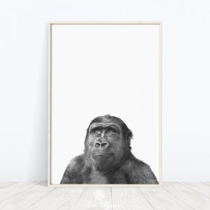 Può includere: Fotografia in bianco e nero di un gorilla che guarda in alto, in una semplice cornice di legno.