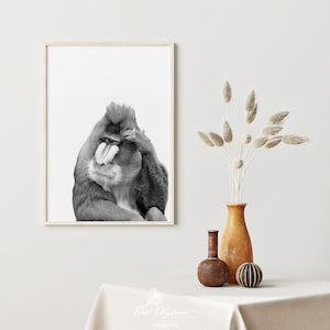 May include: Black and white photograph of a mandrill monkey with a large, prominent nose. The monkey is looking directly at the camera with a thoughtful expression.