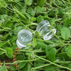 May include: Two clear glass ear gauges, one slightly larger than the other, are lying on a bed of green clover.