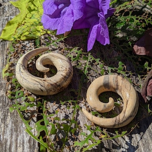 May include: Two wooden spiral ear gauges, one with a light brown and dark brown swirl pattern and the other with a light brown and dark brown swirl pattern, on a green leafy background.