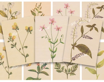 Wild Flowers of America Printable: Vintage Floral Collage Sheet (Digital Download)