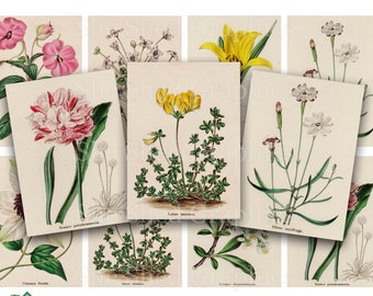 Vintage Botanical Prints, Maund Flowers, Journal Cards (Digital Download)