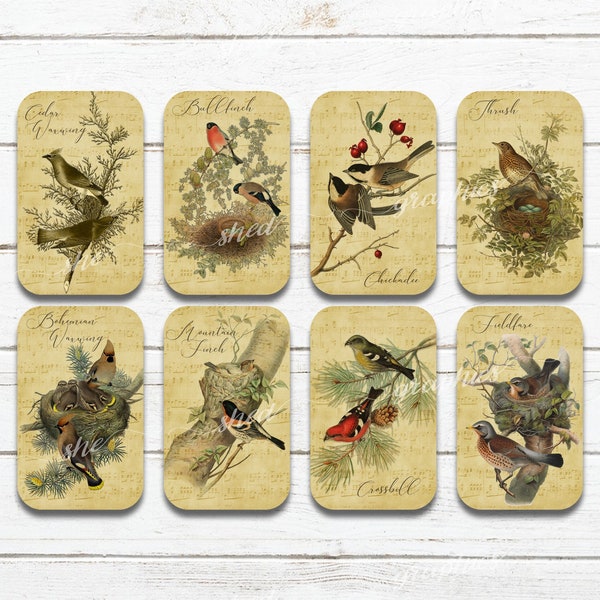 Feathered Friends  Altoid tin, Vintage Birds, Printable Digital Download Collage Sheet, Candy Tin Decoupage, Gift Tag, altoid tin vintage