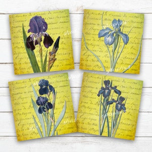 May include: Four vintage botanical illustrations of blue and purple iris flowers on a yellow background with French text. The text is in a cursive script and is faded and worn. The flowers are detailed and realistic.