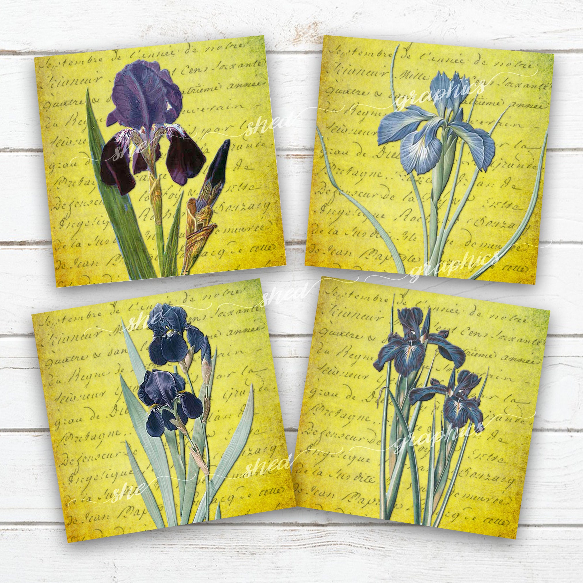 Purple Iris Coaster Image: French Script Botanical Print (Digital Download)