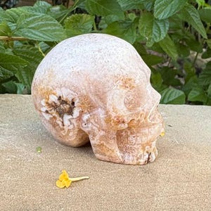 May include: A carved skull sculpture in shades of beige, tan, and brown, with a textured surface. The skull is positioned on a light brown surface, with green foliage in the background. A small yellow flower lies nearby.
