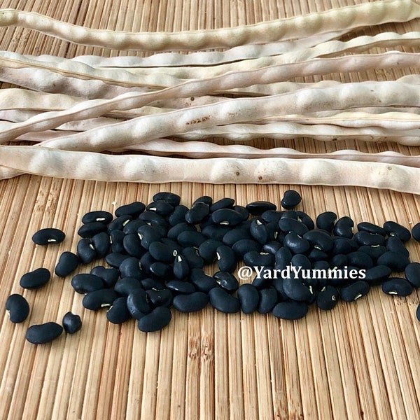 25 Heirloom Puerto Rican Black Bean SEEDS - Pole Bean Seed- Black Beans- Non GMO Seeds- Grown in Florida All Naturally