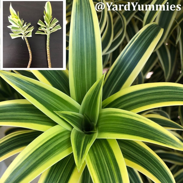 Varigated Song of India- 2 CUTTINGS (Unrooted) - Tropical House Indoor or Outdoor Freshly Cut per Order
