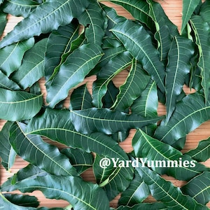 Fresh Neem Leaves- (1.5oz/90 Leaves or More) All Natural Raw Picked & Shipped Same Day From USA Leaf-No Stems – Ayurvedic Herb