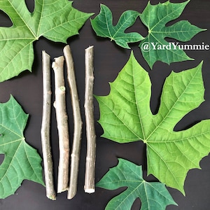 Chaya Tree Spinach CUTTINGS - Unrooted Stem Cuttings Maple Leaf Variety Perennial Mayan / Mexican Chaya Mansa- FL USA