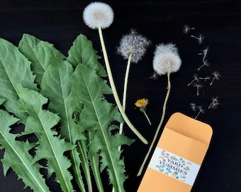 Dandelion Seeds- 100 SEEDS- Heirloom Perennial Herb Leaves Flower Root Non-GMO Grown in Florida USA