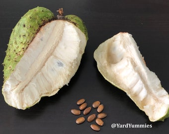 Tropical Fruit Seeds Etsy