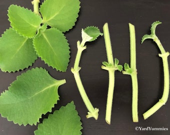 C Oregano Unrooted Cuttings- Mexican Mint, Indian Borage: Subtropical Perennial Ayurvedic Herb - Coleus amboinicus