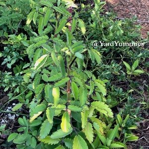 A close-up of a green Leaf of Life succulent plant with scalloped edges. The plant has a dark red stem and is growing in a garden setting.