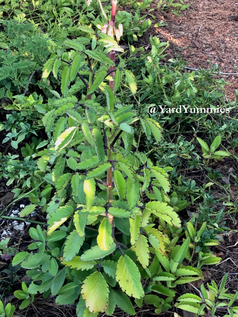 A close-up of a green Leaf of Life succulent plant with scalloped edges. The plant has a dark red stem and is growing in a garden setting.