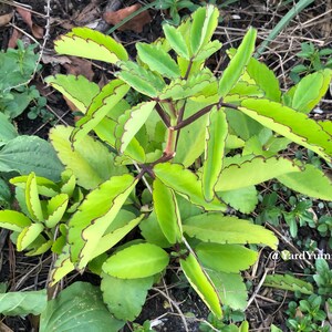 A close-up of a green leaf of life plant with its scalloped leaves. The leaves have a light green center and a darker green border. The plant is growing in a garden setting with brown soil and other green plants in the background.
