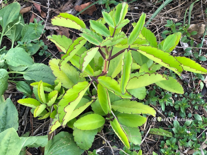 A close-up of a green leaf of life plant with its scalloped leaves. The leaves have a light green center and a darker green border. The plant is growing in a garden setting with brown soil and other green plants in the background.